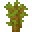 Akaziensetzling